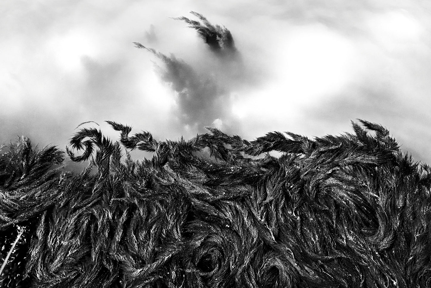 I capelli di Venezia I, 2016