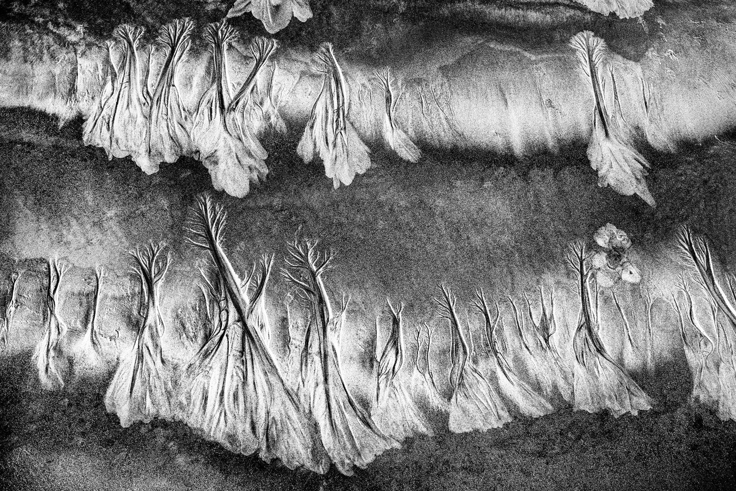 Metamorfosi III, 2016